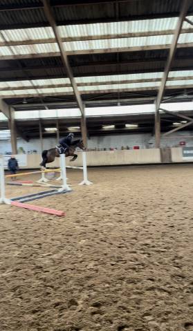 Mare French Saddle Pony For sale 2020 Bay
