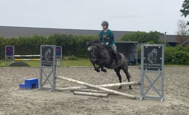 Mare Other Pony Breed For sale 2022 Grey