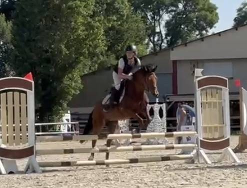 Mare Origin Recorded For sale 2022 Bay