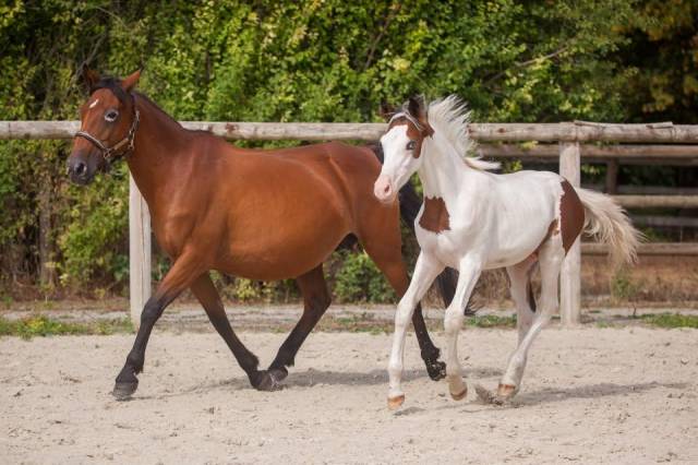 Broodmare New Forest For sale 2009 Bay