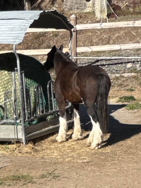 Mare Gypsy Cob For sale 2010 Bay