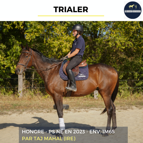 Gelding Thoroughbred For sale 2023 Bay