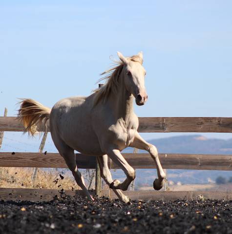 Gelding PRE Pure Spanish Bred For sale 2025 Pearl