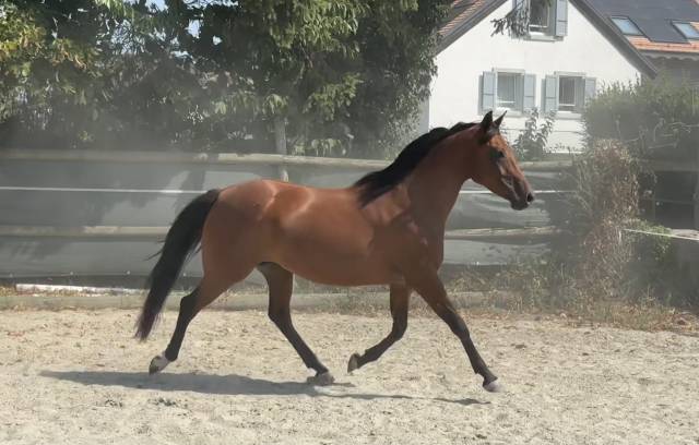 Mare Arabian Thoroughbred For sale 2019 Bay
