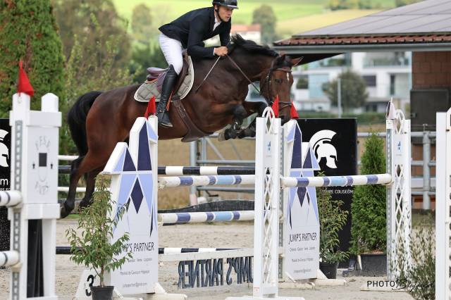 Gelding Swiss Warmblood For sale 2016 Bay