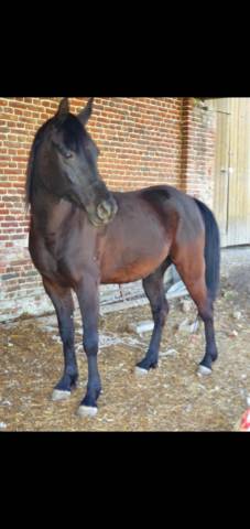 Gelding Arabian Thoroughbred For sale 2015 Black