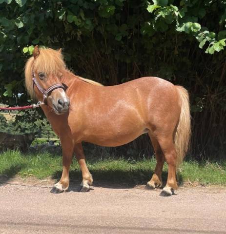 Broodmare Shetland Pony For sale 2021 Chesnut