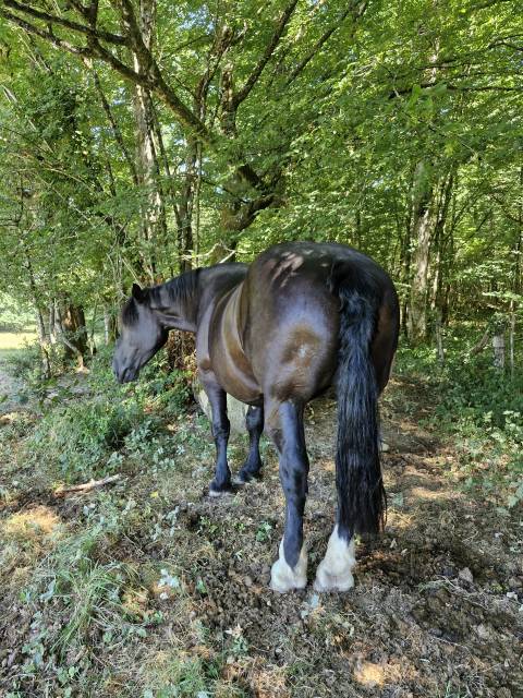 Mare Percheron For sale 2012 Black