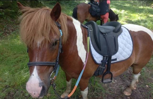 Gelding No Origin Recorded Part-Livery 2011 Coloured