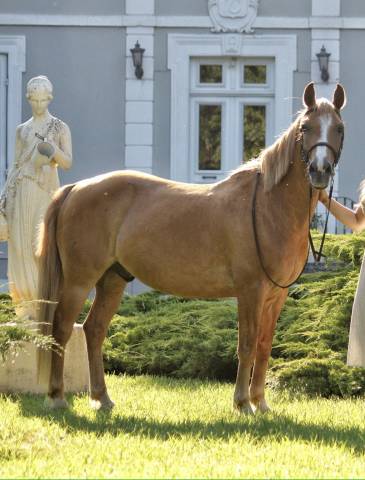 Gelding Other Pony Breed Part-Livery 2008 Chesnut