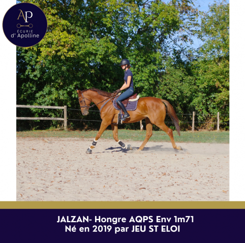 Gelding AQPS For sale 2019 Chesnut