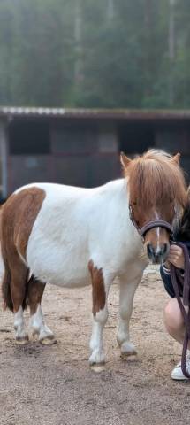 Gelding Shetland Pony For sale 2015 Chesnut