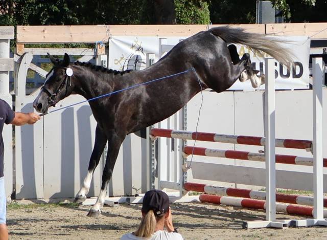 Filly French Saddle Pony For sale 2024 Grey