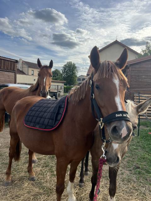 Mare French Saddle Pony For sale 2023 Liver chestnut