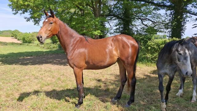 Mare Selle Fran&ccedil;ais For sale 2024 Bay