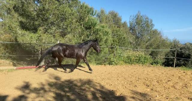 Gelding Origin Recorded For sale 2019 Black