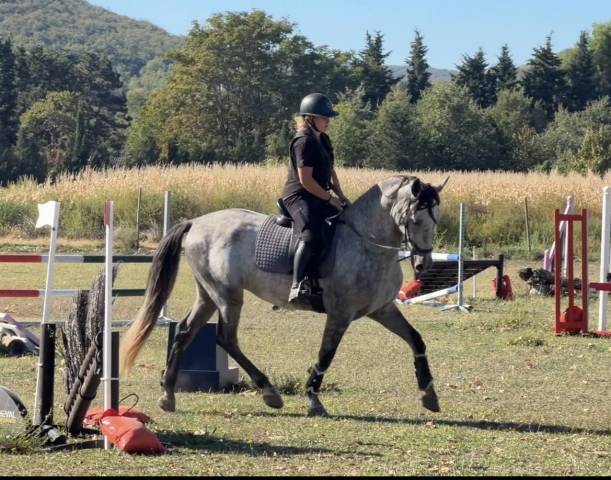 Gelding Spanish Norman  For sale 2022 Grey