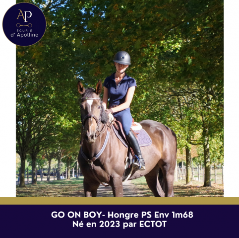 Gelding Thoroughbred For sale 2023 Bay