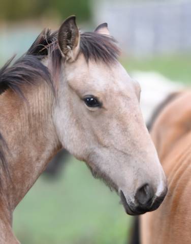 Mare Lusitano For sale 2025 Buckskin