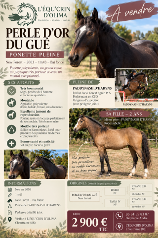 Broodmare New Forest For sale 2003 Dark Bay