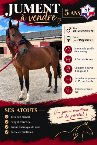 Mare Selle Fran&ccedil;ais For sale 2021 Bay