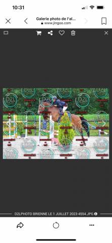 Gelding French Saddle Pony For sale 2019 Bay