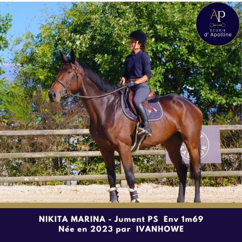 Mare Thoroughbred For sale 2023 Bay