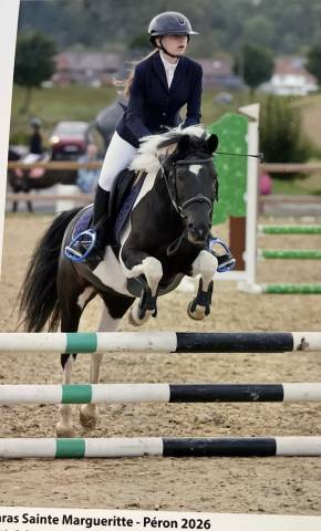 Mare Origin Recorded For loan 2016 Coloured