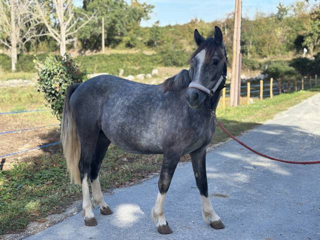 Colt French Saddle Pony For sale 2024 Grey