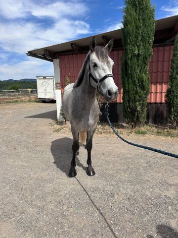 Gelding Connemara For sale 2022 Grey