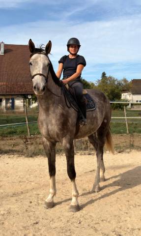 Gelding Selle Fran&ccedil;ais For sale 2022 Grey