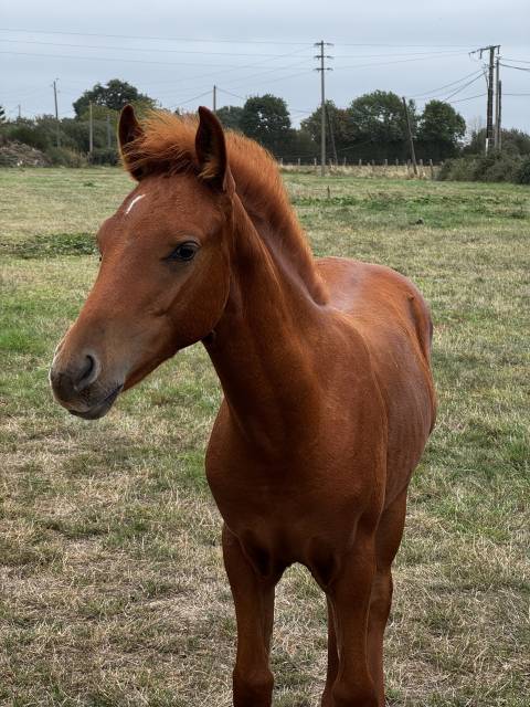Entire French Saddle Pony For sale 2026 Chesnut