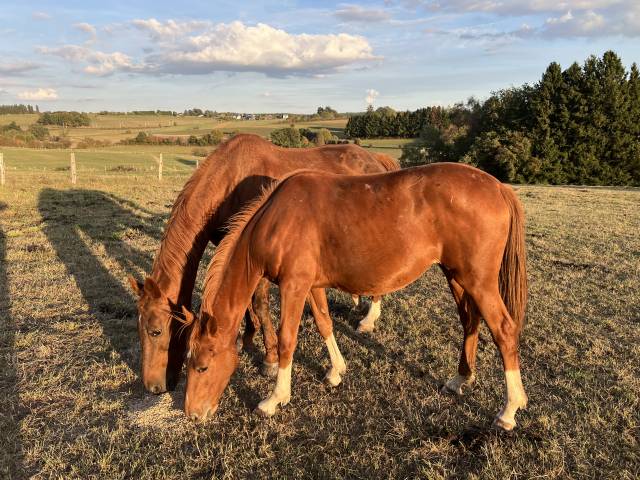 Filly Zangersheide For sale 2025 Chesnut