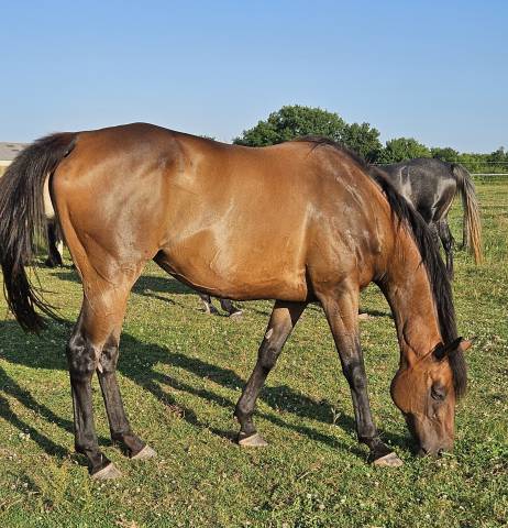 Broodmare Thoroughbred For sale 2013 Bay