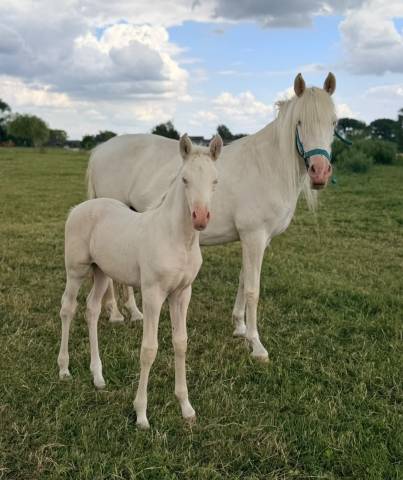 Mare PRE Pure Spanish Bred For sale 2026 Cream