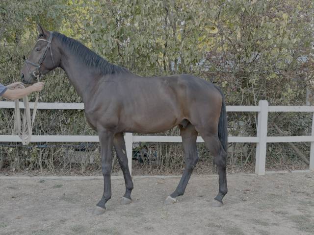Gelding Westphalian  For sale 2022 Bay
