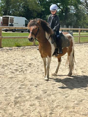 Gelding Belgian Riding Pony For sale 2020 Coloured