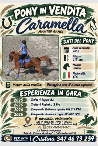 Mare Origin Recorded For sale 2018 Chesnut