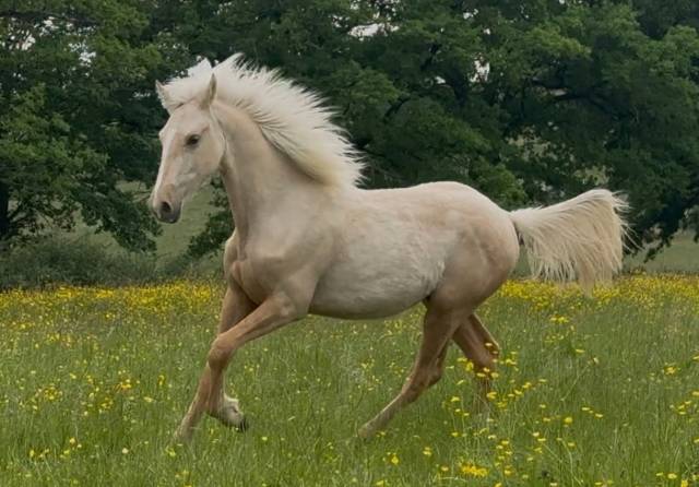Gelding French Saddle Pony For sale 2025 Palomino