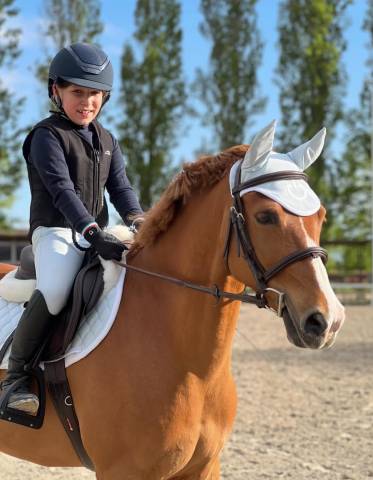 Gelding British Spotted Pony For sale 2015 Chesnut