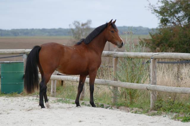 Entire German Riding Pony, Deutsches Reitpony For sale 2024 Bay