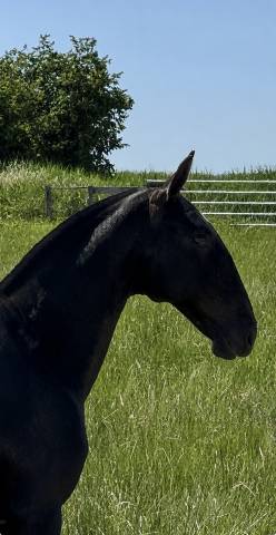 Filly Lusitano For sale 2025 Grey