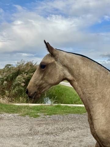 Filly Lusitano For sale 2026 Buckskin