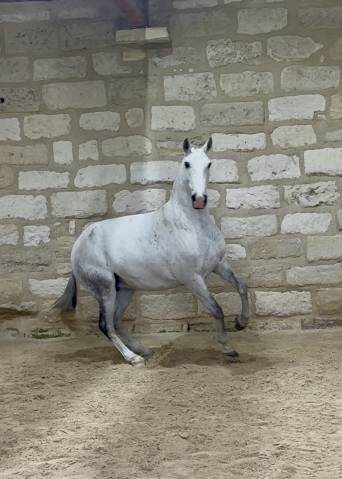 Broodmare Lusitano For sale 2013 Grey