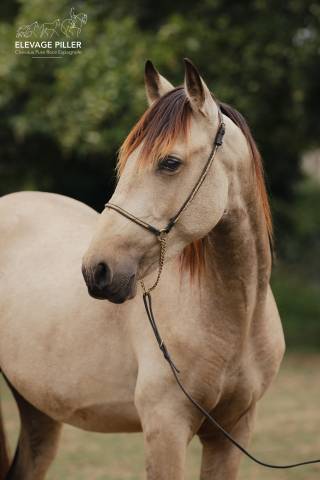 Entire PRE Pure Spanish Bred For sale 2024 Buckskin