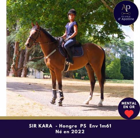 Gelding Thoroughbred For sale 2022 Bay