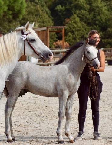 Colt Connemara For sale 2026 Grey
