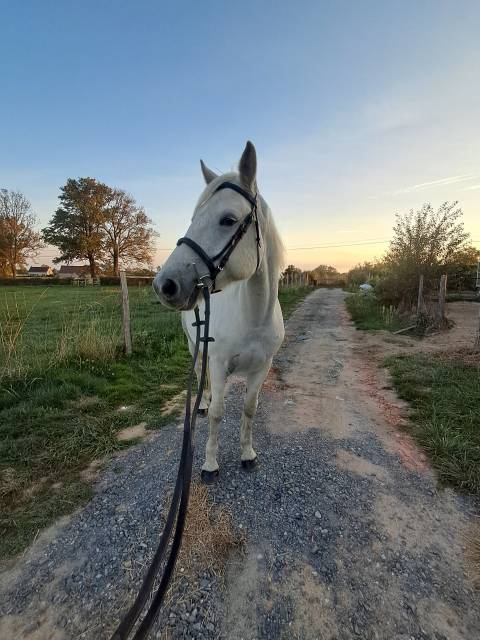 Gelding Connemara For sale 2020 Grey