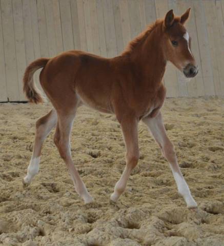 Filly Selle Fran&ccedil;ais For sale 2026 Chesnut