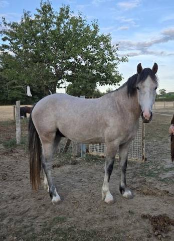 Entire French Saddle Pony For sale 2022 Grey